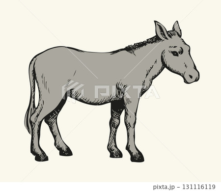 Donkey. Vector drawing 131116119