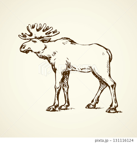 Elk. Vector drawing 131116124