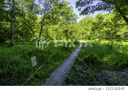 赤名湿地　木道　島根県飯南町 131116142