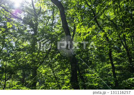 赤名湿地 クモの巣 島根県飯南町 赤名湿地 クモの巣 島根県飯南町 131116257