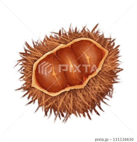 栗のイラスト 131116630