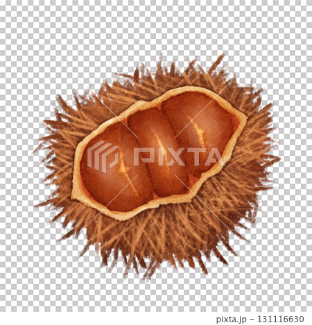 栗子的例證 131116630