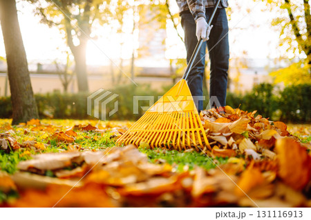 Pile of fallen leaves is collected with a rake on the lawn in the park. Seasonal gardening. 131116913