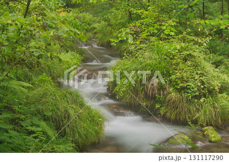 ブナの森 奥大山 木谷沢渓流 天然水のロケ地。 ブナの森 奥大山 木谷沢渓流 天然水のロケ地。 131117290