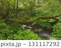 ブナの森　奥大山　木谷沢渓流　天然水のロケ地。 131117292
