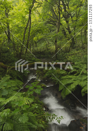 ブナの森　奥大山　木谷沢渓流　天然水のロケ地。 131117293