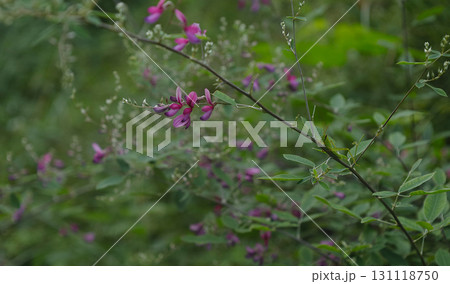 秋の訪れを告げる萩の花 秋の訪れを告げる萩の花 131118750
