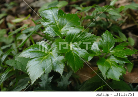 道端に自生する明日葉 131118751