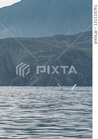 Humpback Whale, Megaptera novaeangliae, showing his fins and in Donegal Bay, Ireland Humpback Whale, Megaptera novaeangliae, showing his fins and in Donegal Bay, Ireland 131118761