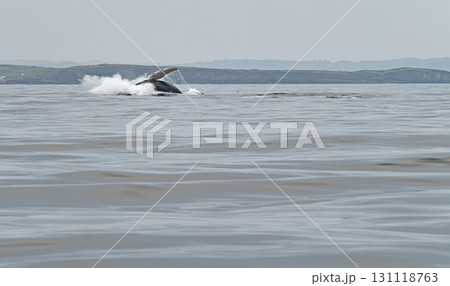 Humpback Whale, Megaptera novaeangliae, breaching in Donegal Bay, Ireland 131118763