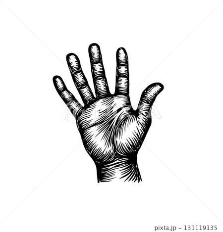 Detailed Line Art Illustration of a Hand in a Stop Gesture on White Background Detailed Line Art Illustration of a Hand in a Stop Gesture on White Background 131119135