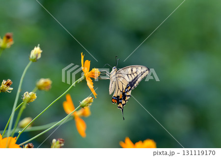 キアゲハ 131119170