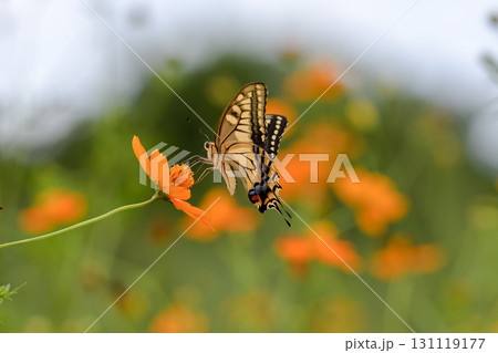 キアゲハ 131119177