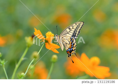 キアゲハ キアゲハ 131119186