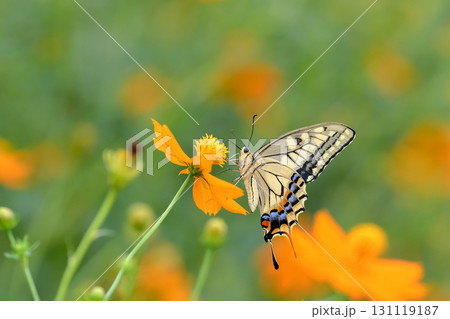 キアゲハ キアゲハ 131119187