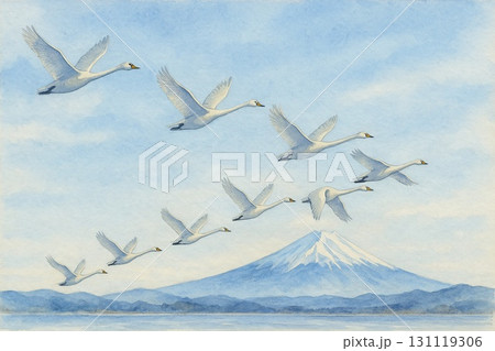 ハクチョウ　V字編隊　渡り鳥　富士山　水彩画 131119306