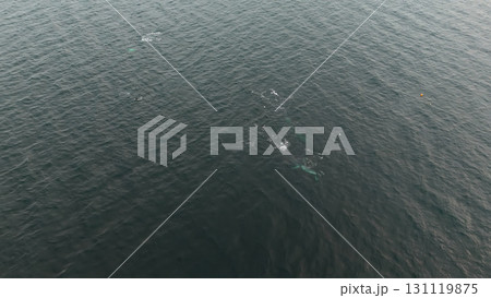 Aerial view of two fin whales, Balaenoptera physalus, hunting in Donegal Bay, Ireland 131119875