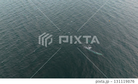 Aerial view of two fin whales, Balaenoptera physalus, hunting in Donegal Bay, Ireland 131119876