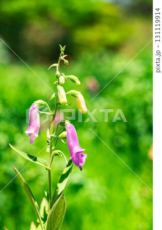 ジキタリス ジキタリス 131119914