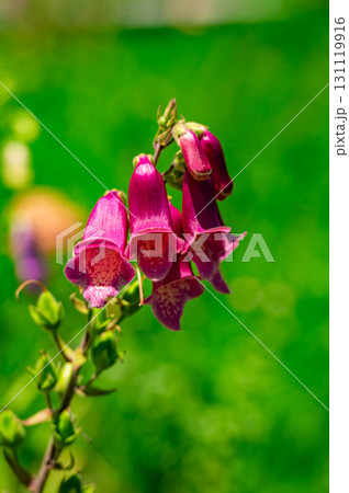 ジキタリス ジキタリス 131119916