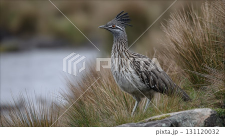 Crested Water Bird Standing Among Grasses By Riverbank, Calm, Alert and Natural Setting 131120032