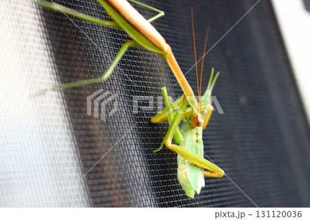 昆虫 カマキリとショウリョウバッタとの戦い 131120036