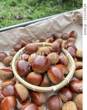 秋の味覚　栗 131120526