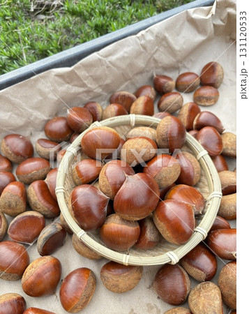 秋の味覚　栗 131120533