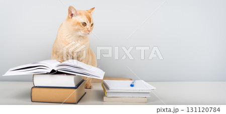 Burmese cat reading book at table - smart pet with books against blue wall with copy space 131120784