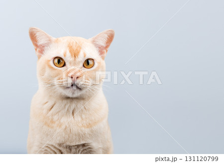 Funny surprised Burmese cat portrait with open mouth on light background 131120799