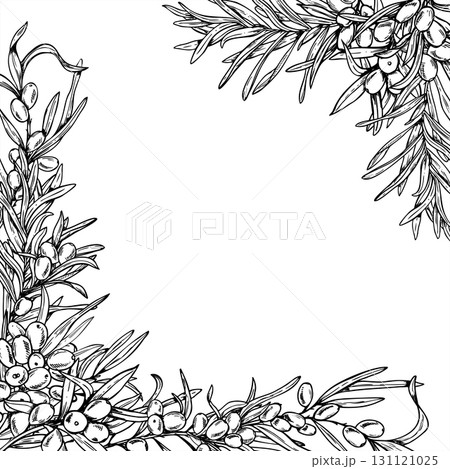 Baltic seaberries vector square frame with copy space for text. Monochrome sea buckthorn berries on branch with leaves outline drawing. Sand thorn frame for fall invitations, drink or food labels 131121025