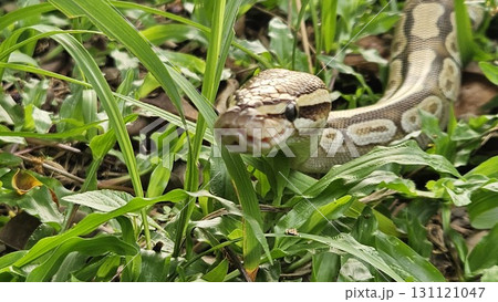 A stunning Ball Python with a beautiful patterned skin glides through lush green grass, showcasing its alert and graceful posture in its natural environment 131121047