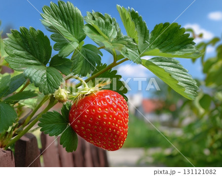 strawberry fruits in growth at garden 131121082