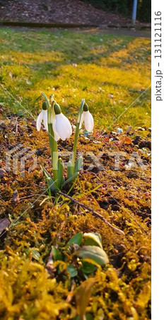 White snowdrop Spring flowers at golden hour in a park. Mobile photography, real phone snapshot 131121116