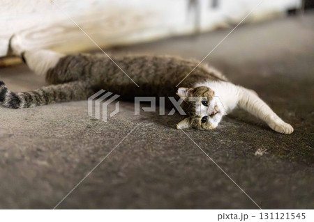 野良猫 野良猫 131121545