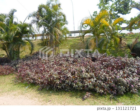 A Tropical Garden with Palms and Purple Foliage Near a Highway Overpass 131121721
