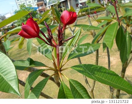 A Tree with Vibrant Red Blossoms and Lush Green Leaves in a Sunny Park Setting 131121722