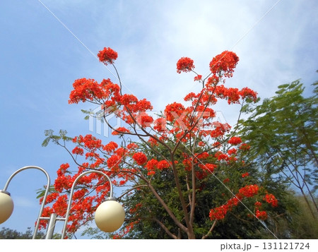 A Majestic Flame Tree with Bright Orange Blossoms Against a Clear Blue Sky A Majestic Flame Tree with Bright Orange Blossoms Against a Clear Blue Sky 131121724