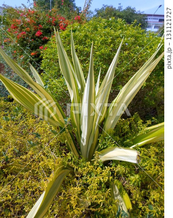Striking Variegated Yucca Plant Amidst Lush Garden with Bougainvillea in Background Striking Variegated Yucca Plant Amidst Lush Garden with Bougainvillea in Background 131121727