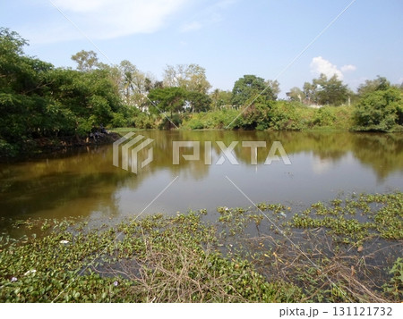 Tranquil Lake Surrounded by Dense Greenery and Water Plants Under a Clear Blue Sky Tranquil Lake Surrounded by Dense Greenery and Water Plants Under a Clear Blue Sky 131121732