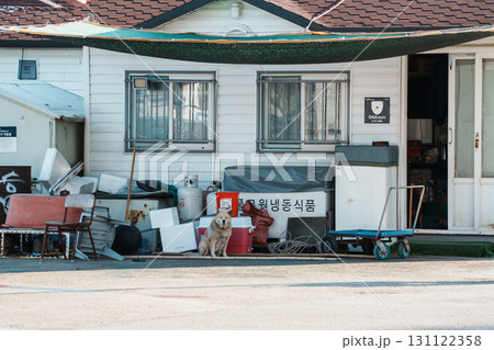 Dog sitting outside house in Sokcho fishing village, South Korea 131122358