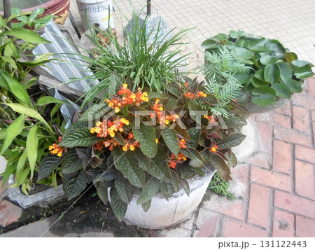 Potted Plant with Vibrant Orange and Yellow Flowers Amidst Dark Green Foliage in a Garden Potted Plant with Vibrant Orange and Yellow Flowers Amidst Dark Green Foliage in a Garden 131122443