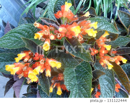 Close Up of Orange and Yellow Flowers Blooming on a Plant with Textured Dark Green Leaves Close Up of Orange and Yellow Flowers Blooming on a Plant with Textured Dark Green Leaves 131122444