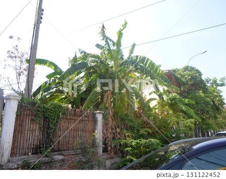 Lush Banana Trees Behind a Bamboo Fence on a Bright Day with a Car in View 131122452