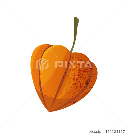 Physalis berry vector icon. Autumn plant or exotic flora. Plant with husk or lantern and garden harvest, ornamental nature. Edible vitamin nature, organic, healthy nutrition sign. Forest, wood botany. Physalis berry vector icon. Autumn plant or exotic flora. Plant with husk or lantern and garden harvest, ornamental nature. Edible vitamin nature, organic, healthy nutrition sign. Forest, wood botany. 131123127