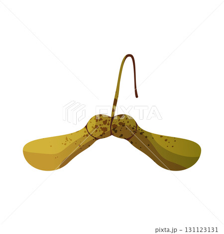 Maple or helicopter seeds icon. Vector autumn winged samara or whirlybird. Fall polynose or seasonal flying deciduous. Forest flora or wood foliage element, acer shrub. Botany and biology, nature. Maple or helicopter seeds icon. Vector autumn winged samara or whirlybird. Fall polynose or seasonal flying deciduous. Forest flora or wood foliage element, acer shrub. Botany and biology, nature. 131123131