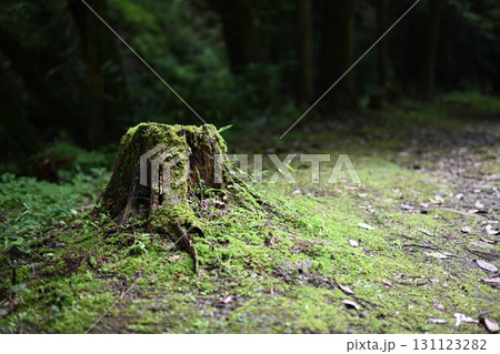 朽ちていく苔むした切り株 131123282
