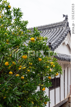 Citrus tree with ripe fruits against kawara roof and classic courtyard structures of Himeji Castle Citrus tree with ripe fruits against kawara roof and classic courtyard structures of Himeji Castle 131123313