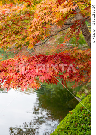 Vivid autumn foliage of Japanese maple tree above pond surface in serene Japanese garden landscape Vivid autumn foliage of Japanese maple tree above pond surface in serene Japanese garden landscape 131123314