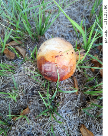 A ripe pomegranate rests on the ground, surrounded by lush green grass and dried leaves. The warm sunlight casts a soft glow, highlighting its rich colors and texture. 131123360